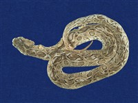 藏品(鎖蛇)的圖片